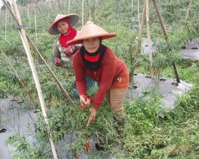 Media Asing Soroti Infrastruktur Buruk Picu Kenaikan Harga Pangan